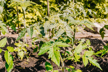 Young tomato plants