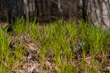 green meadow in early spring with
