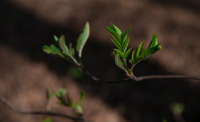  young twig with green leaves