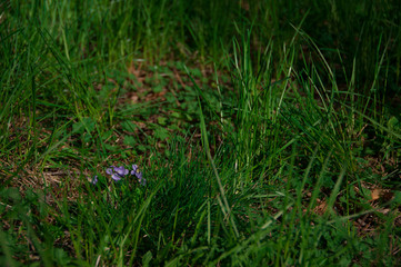 green meadow in early spring with
