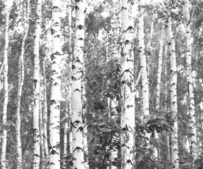 Fototapeta premium Black-and-white photo of forest landscape with birches