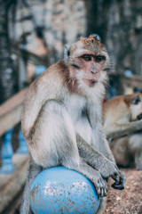 Naklejka premium Monkey at Tiger Cave Temple, Thailand