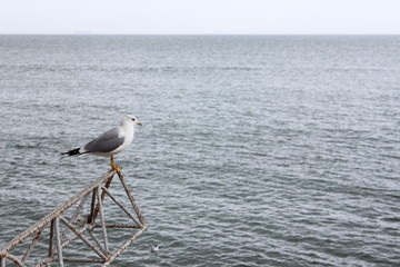 Seagull on the background of the sea