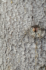 The Texture Of The Bark Is Spruce.