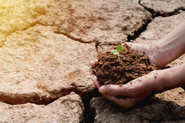 Human hands holding green small plant life concept. Ecology concept.