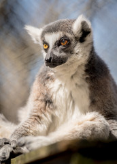 Naklejka na ściany i meble Lemur Stares While Sitting
