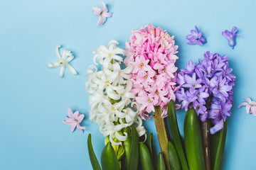 Obraz premium hree multicolored flowering hyacinth flowers on a blue background. Springtime concept