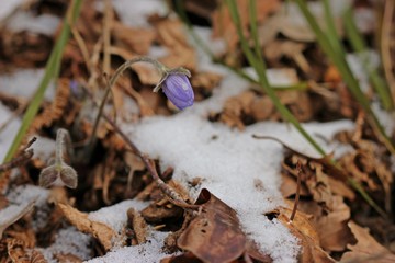 Leberblümchen (Hepatica nobilis) im Schnee
