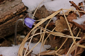 Leberblümchen (Hepatica nobilis) im Schnee
