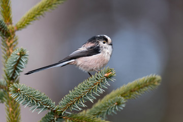 Obraz premium Long-tailed Tit (Aegithalos caudatus) perched on the branch of a pine tree