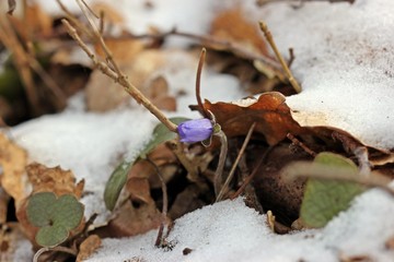 Leberblümchen (Hepatica nobilis) im Schnee
