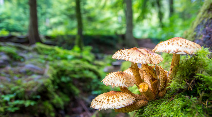 Pilzkolonie © Andreas