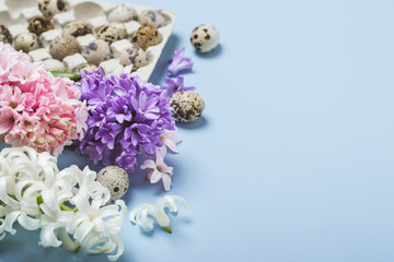Easter Holiday Blue background. Quail eggs and hyacinth flowers