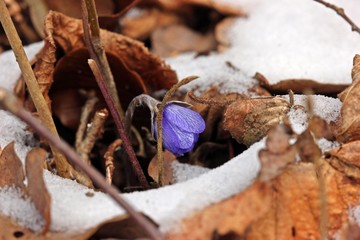 Leberblümchen (Hepatica nobilis) im Schnee
