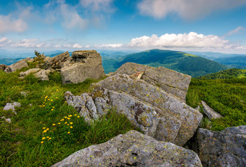 yellow dandelions in mountains. little flowers grow in severe environment. tough life concept. beautiful summer landscape on a cloudy day