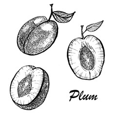 Hand drawn illustration of Plum. Botanical food illustration. Vector illustration with sketch fruit.