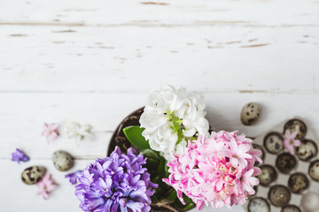 Flowering hyacinth flowers and quail eggs. Spring Easter concept