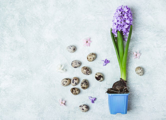 Flowering Hyacinth flower and quail eggs. Spring Easter concept