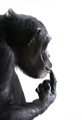 Vue de côté de singe isolé. Portrait de tête de chimpanzé avec une expression surprise sur son visage et sa main sur les lèvres isolées sur fond blanc