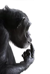 Fotobehang Aap Geïsoleerde aap zijaanzicht. Chimpansee& 39 s hoofd portret met verbaasde uitdrukking op zijn gezicht en zijn hand op de lippen geïsoleerd op een witte achtergrond