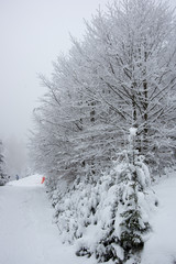 Forest covered by fresh snow on the Czech mountains, Bila, Czech Rebublic