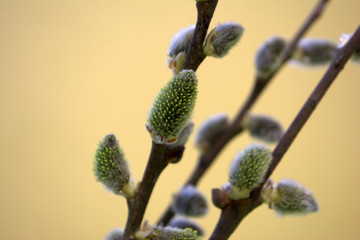 willow © Maria Volkova