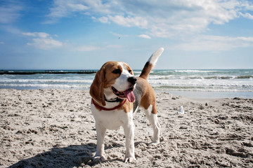 Dog beagle breeds have fun on the beach with their tongue out of their mouths.