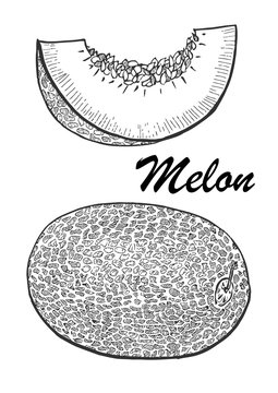 Hand drawn illustration of melon. Botanical food illustration. Vector illustration with sketch fruit.