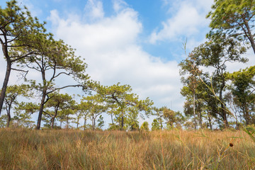 Obraz premium pine tree in tropical forest