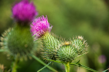 Beautiful Thistle plant with flower