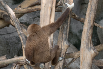 White-handed Gibbon (Hylobates lar) sitting on timber