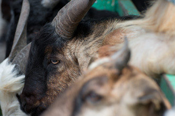 Close-up of a brown goat