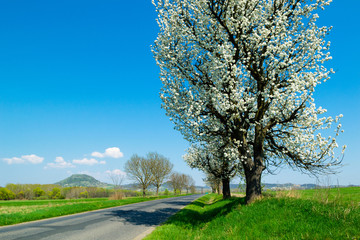 Obraz premium blossoming roadside cherry tree