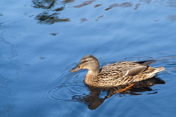 Duck swimming alone in a lake on a sunny day