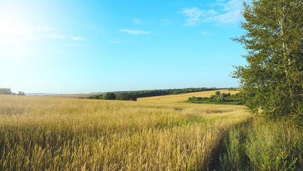 Ripe wheat growing in the agricultural field on a background of blue sky.Summer sunny landscape.Tula region,Russia.