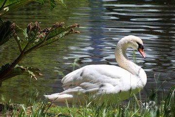White swan by the lake in a summer day