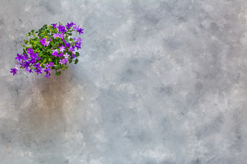 Spring nature background with blossom. Springtime concept. Top view.