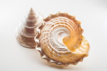 Beautiful tropical sea shells white pearly Trochus Tectus niloticus isolated, close up