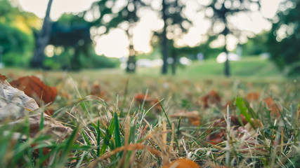 Close-up view of green and yellow grass and leaves, blured trees on the background