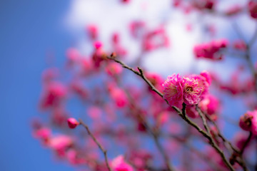 梅