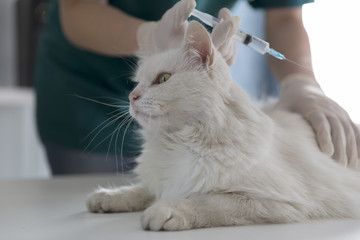 Veterinarian vaccinating cat in clinic