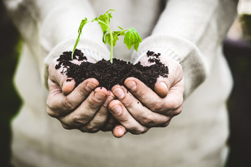 Garden seedling in farmer's hands