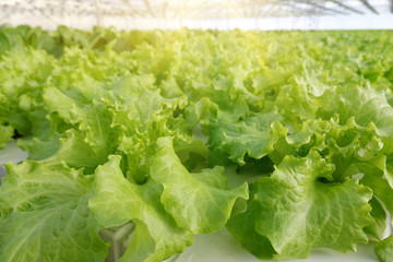 Growing vegetables in a greenhouse. Plantations of green salad.