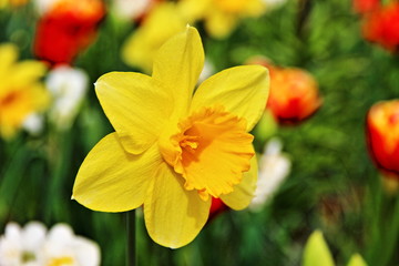 Bold Daffodil