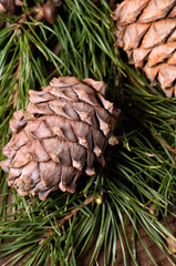 Cedar branch with cones close up