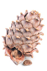 Fototapeta premium Cedar cone close-up isolated on white