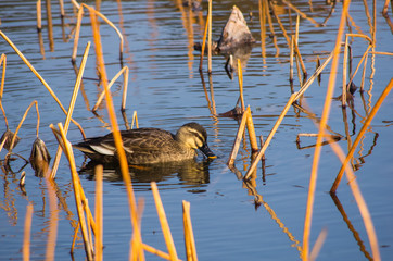 エサを摂るカルガモ