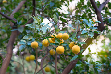 Mandarin tree with ripe fruits. Mandarin orange tree. Tangerine. Branch with fresh ripe tangerines and leaves image. Satsuma tree picture, soft focus. Oranges.
