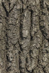 A texture of an old tree bark.