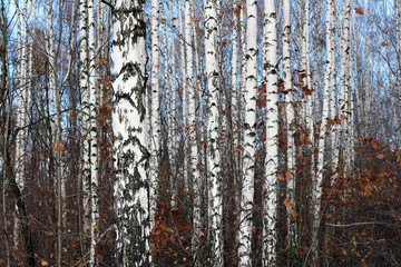 Fototapeta premium Trunks of birch trees in forest / birches in sunlight in spring / birch trees in bright sunshine / birch trees with white bark / beautiful landscape with white birches